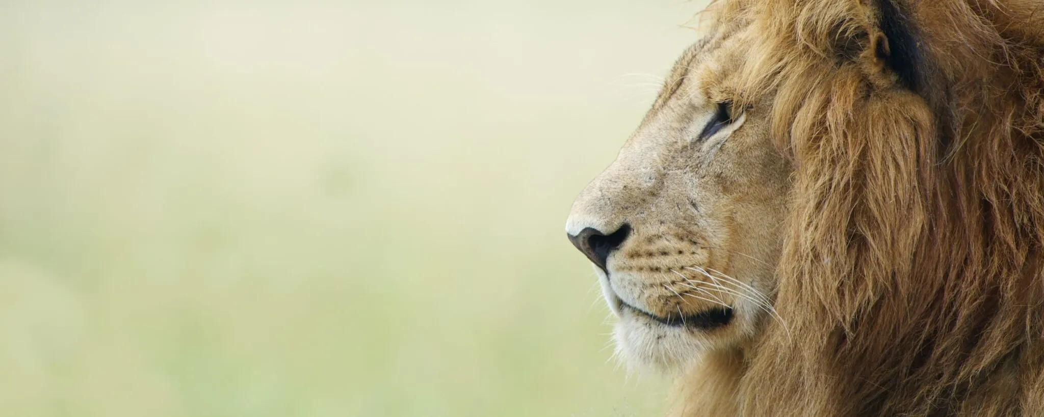 Male Lion Banner Image for Sponsor the Prize