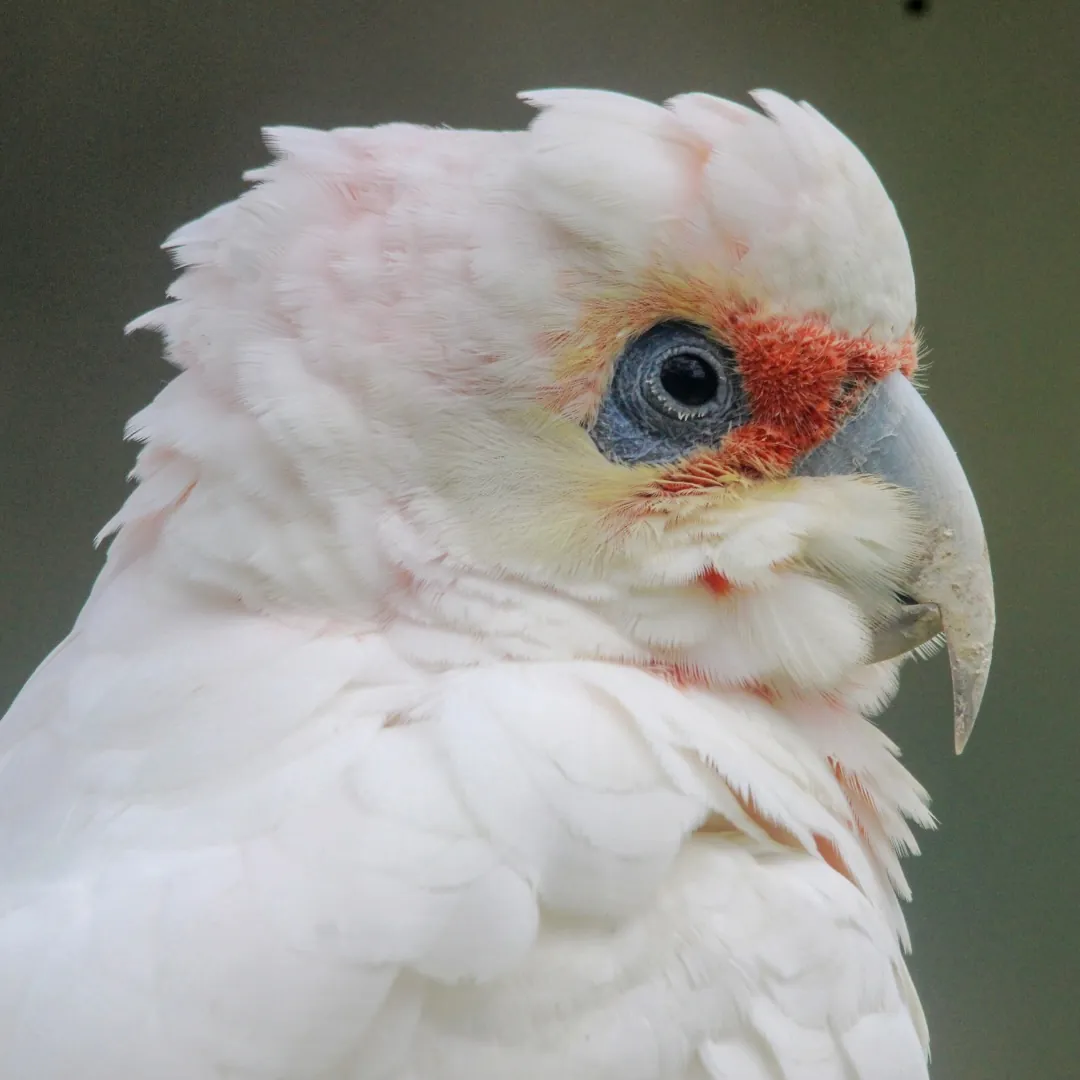 long billed white cockatoo