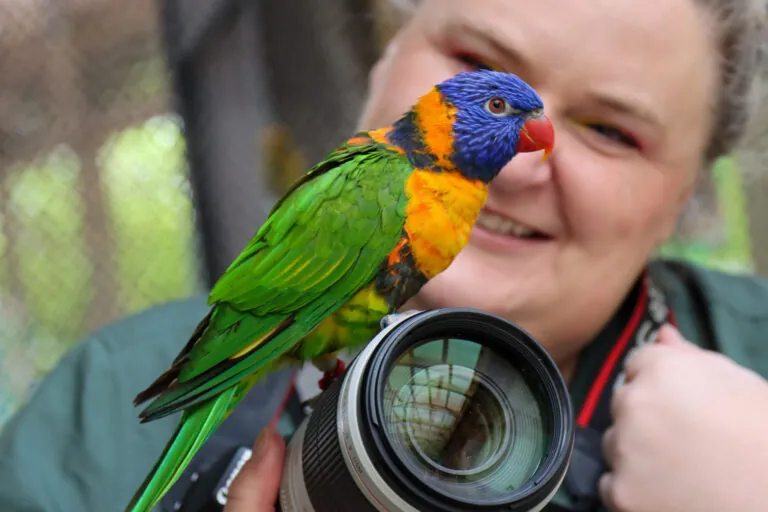 lorikeet resting on camera lens