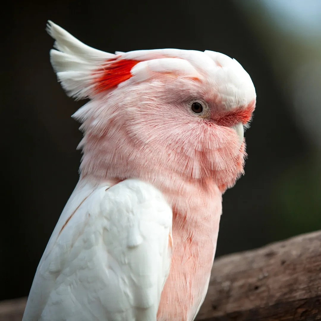 major mitchell's cockatoo with white, red, and pink feathers