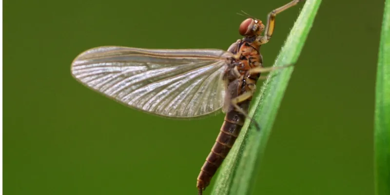 mayfly on a plant