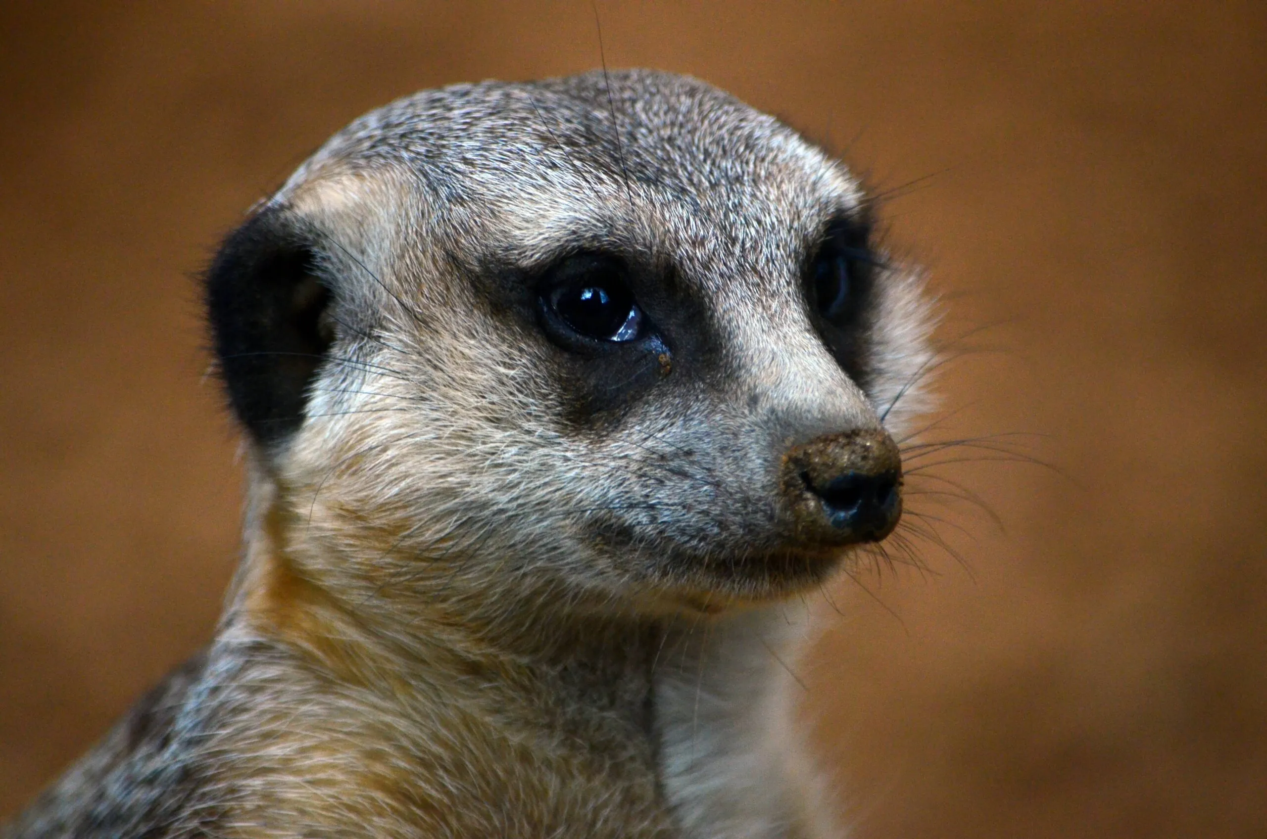 meerkat face