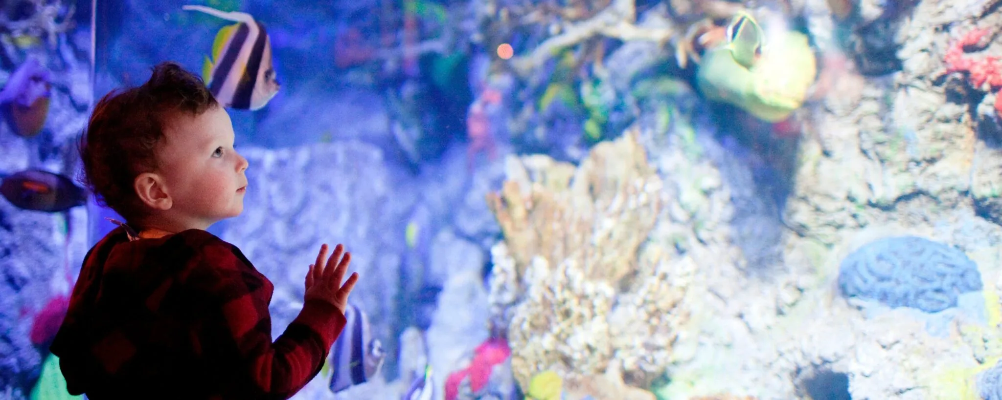 child watching fish in zoo ocean tank