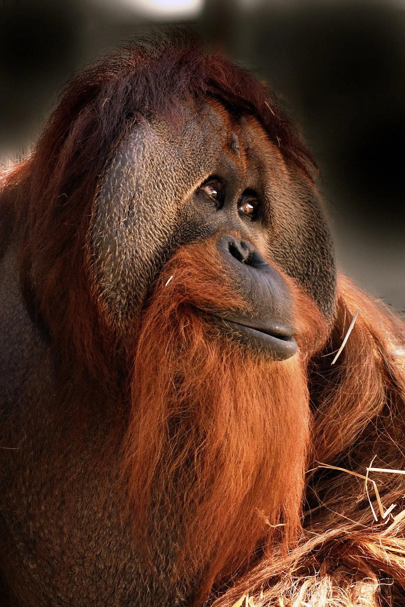 Male orangutan face