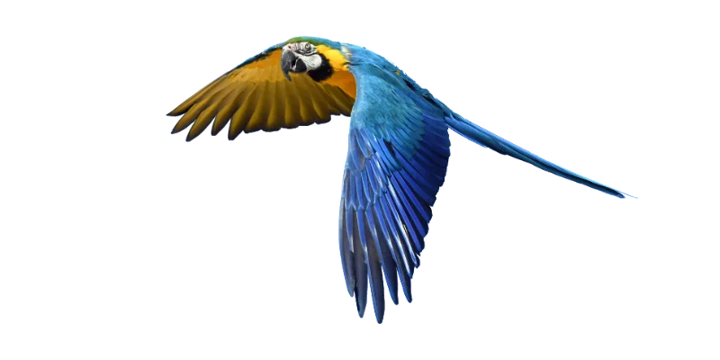 blue parrot cutout