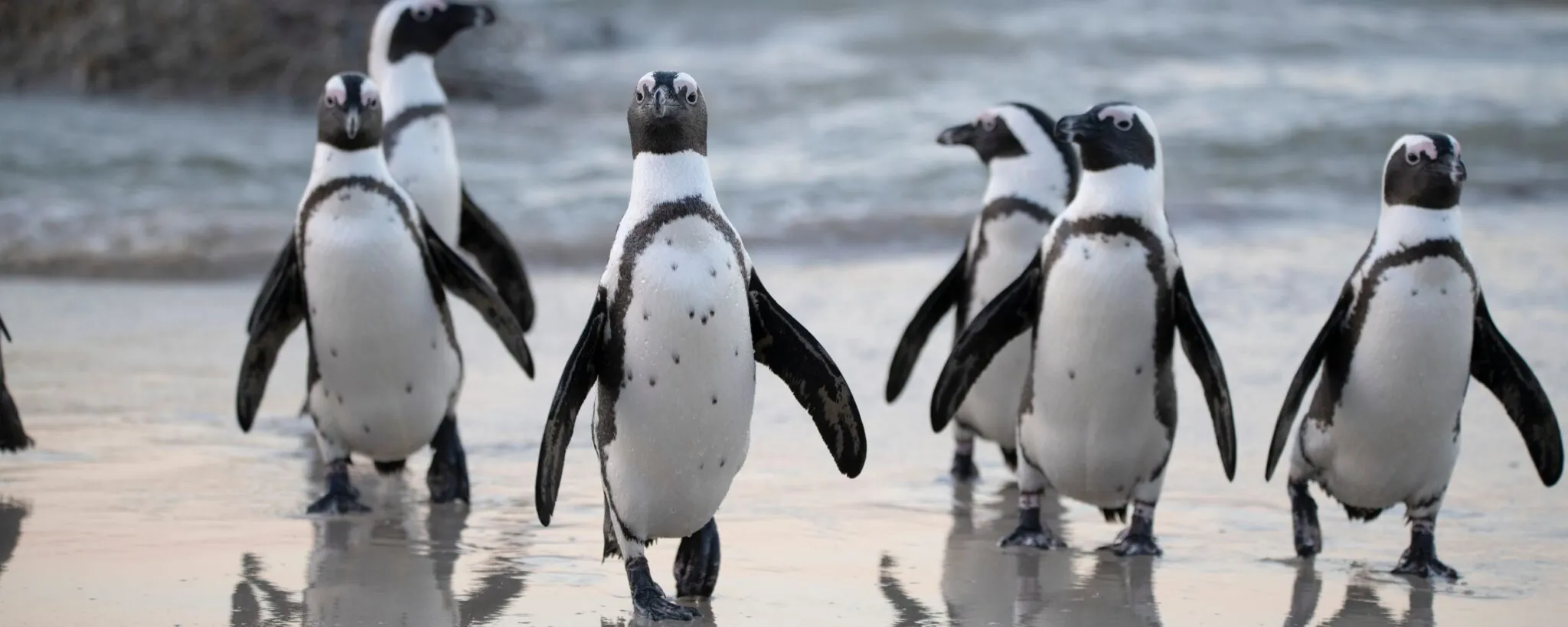 penguins walking on beach