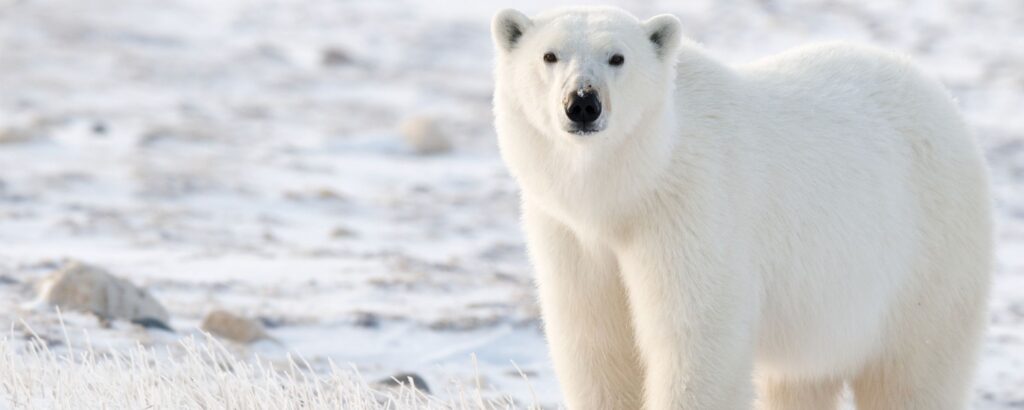 polar bear conservation, Indianapolis Prize