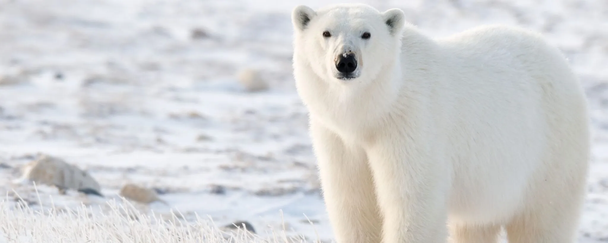 polar bear conservation, Indianapolis Prize