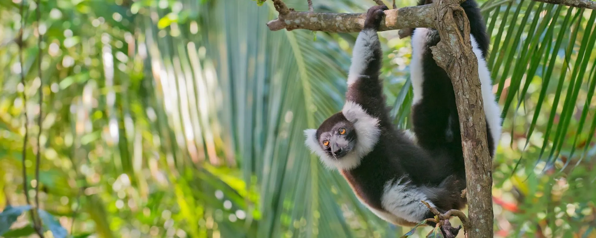 lemur suspended in tree