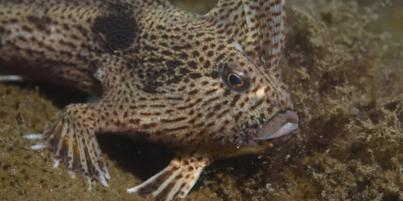red handfish