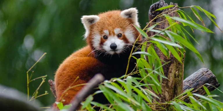 red panda on tree stump. saving species