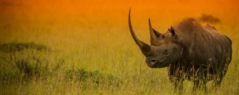 rhino in a field of grass at sunset