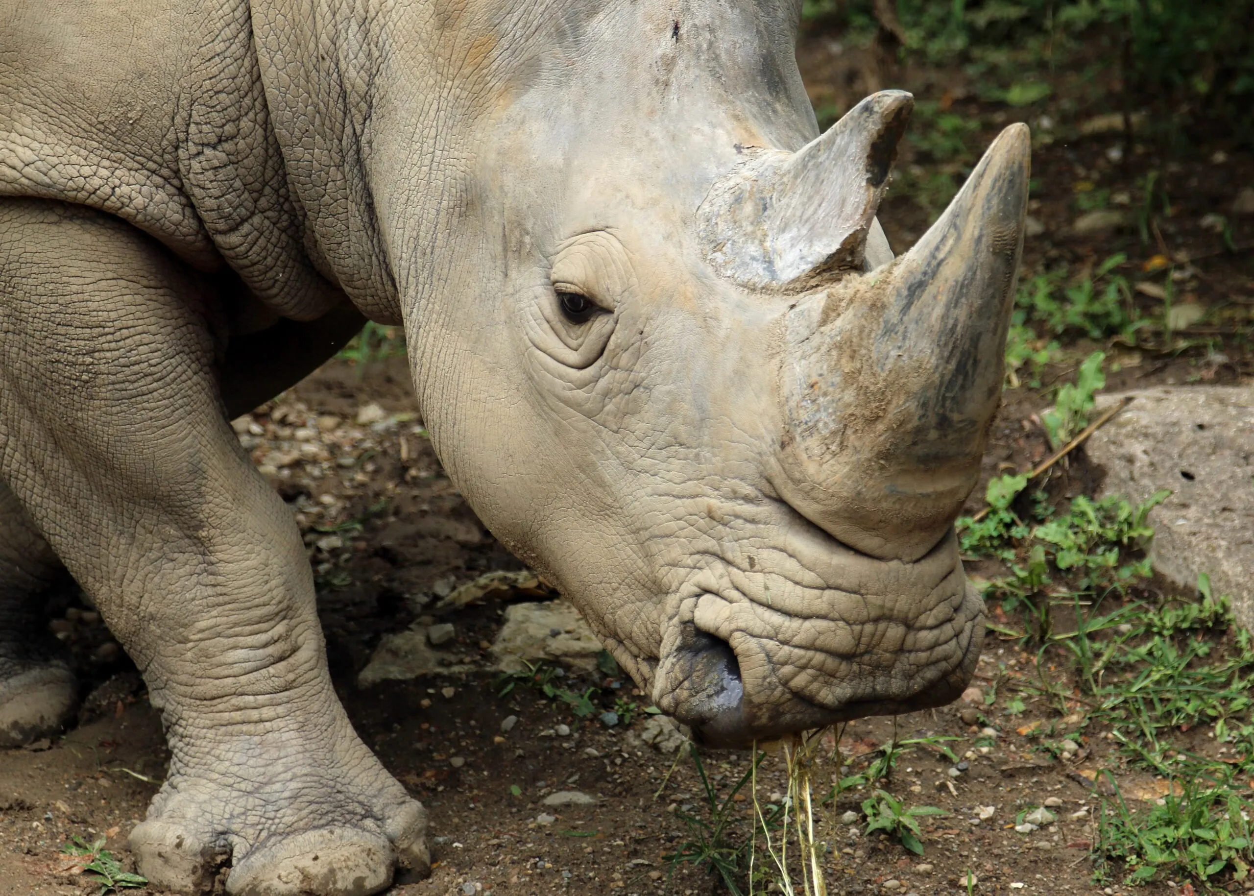 Close up of female rhino
