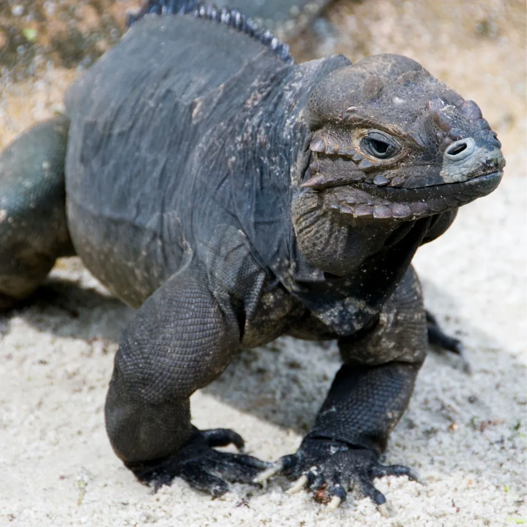 rhino iguana