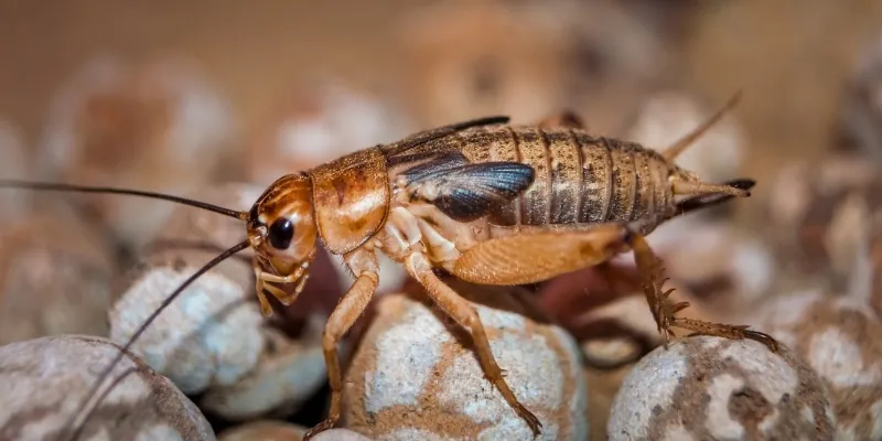 scaly cricket on the ground