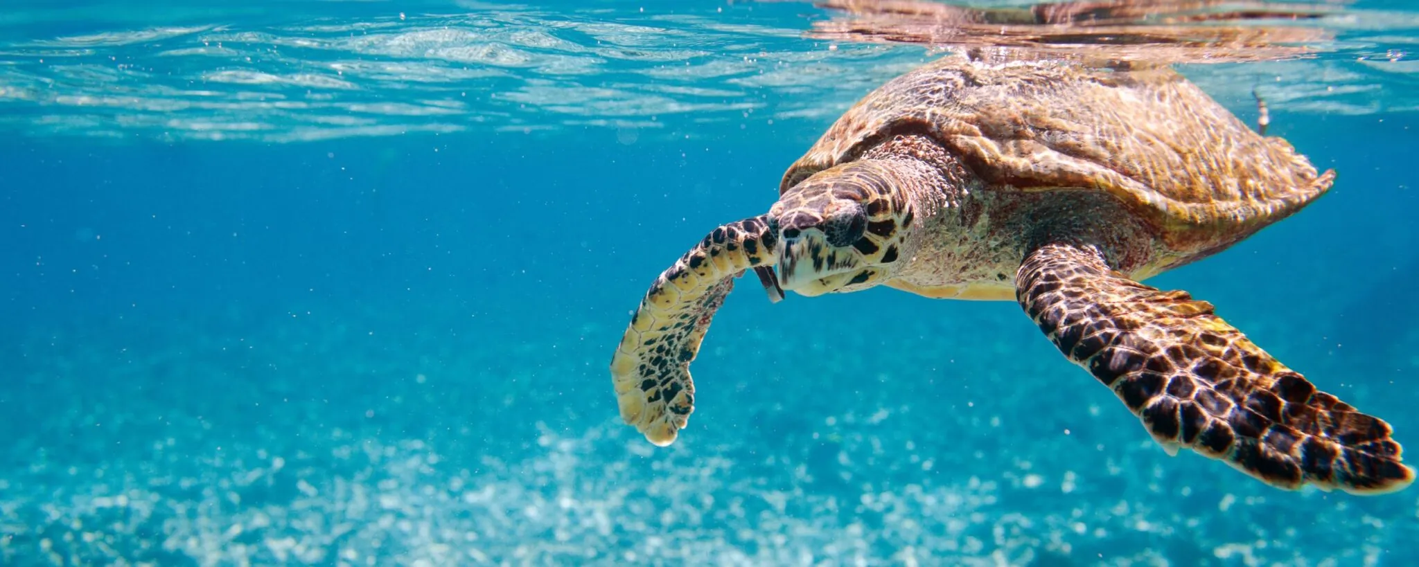 sea turtle swimming