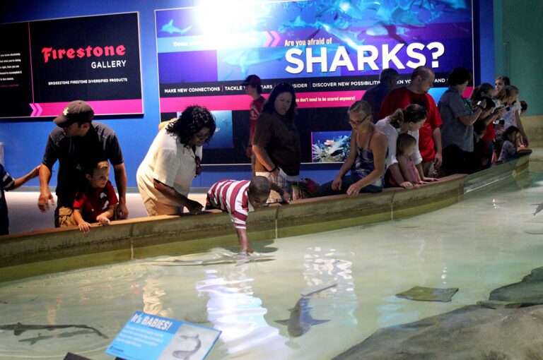 shar touch pool at the Indy Zoo