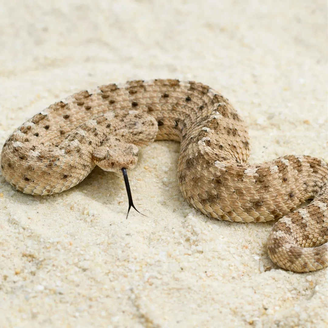 sidewinder rattlesnake with tongue out
