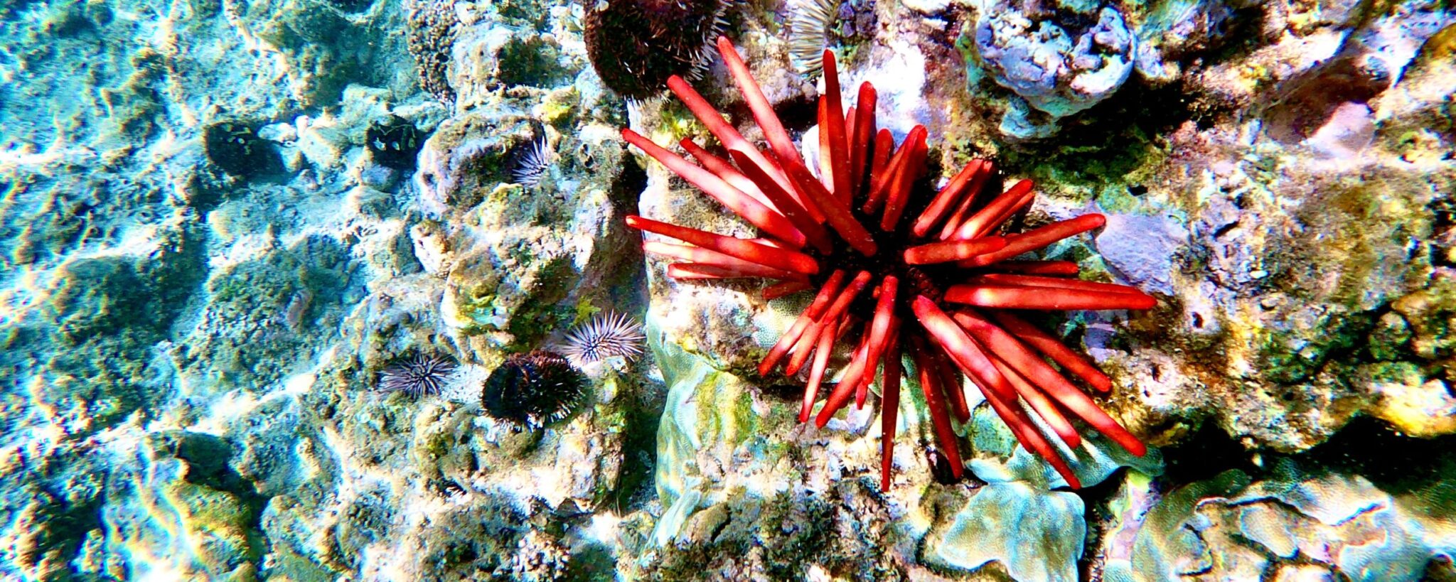 slate pencil sea urchin in ocean