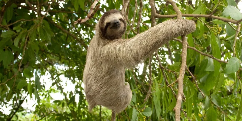 sloth in a tree