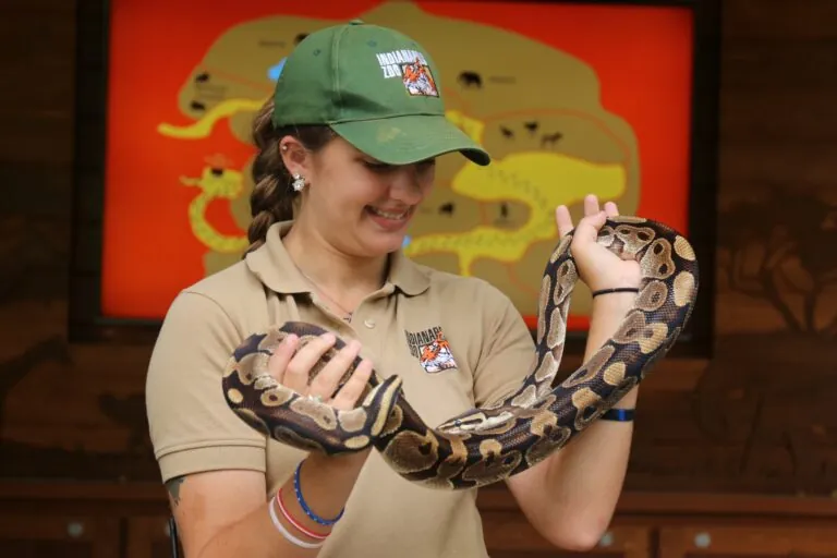 snake being held by an interpreter