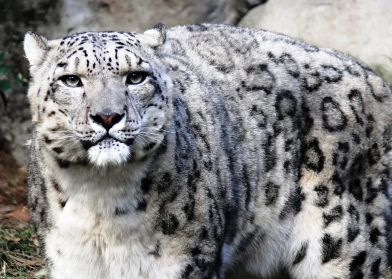 snow leopard endangered species, sponsor the prize