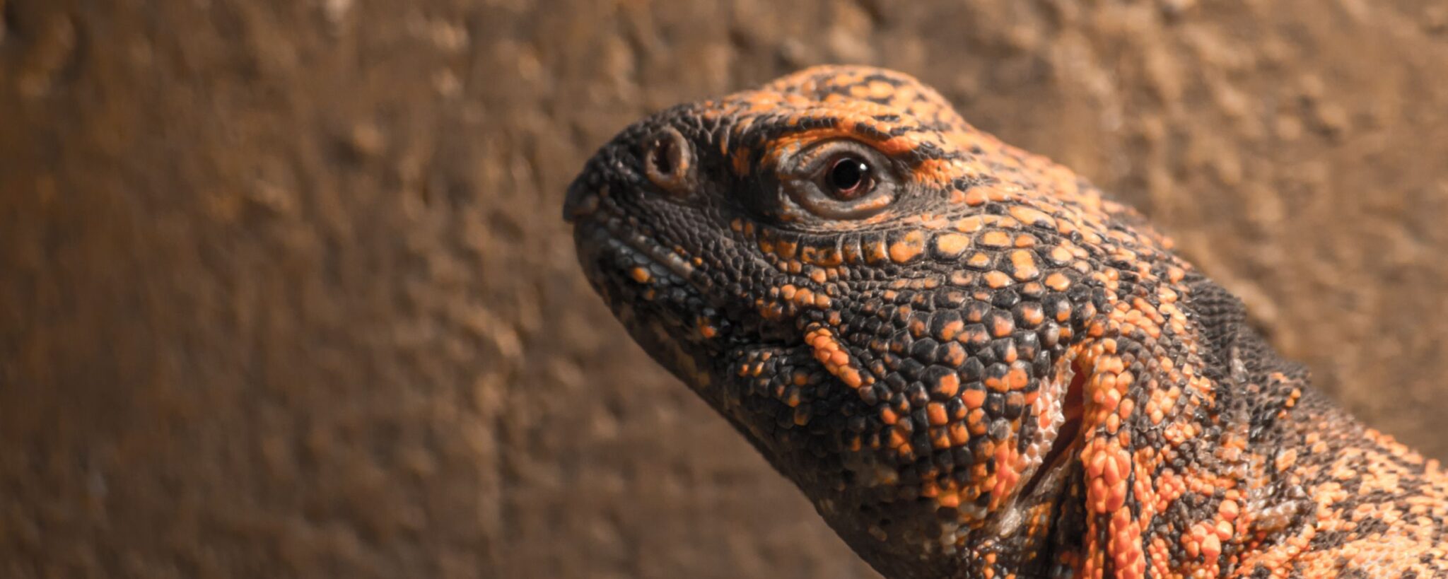 orange and black spiny tailed lizard head