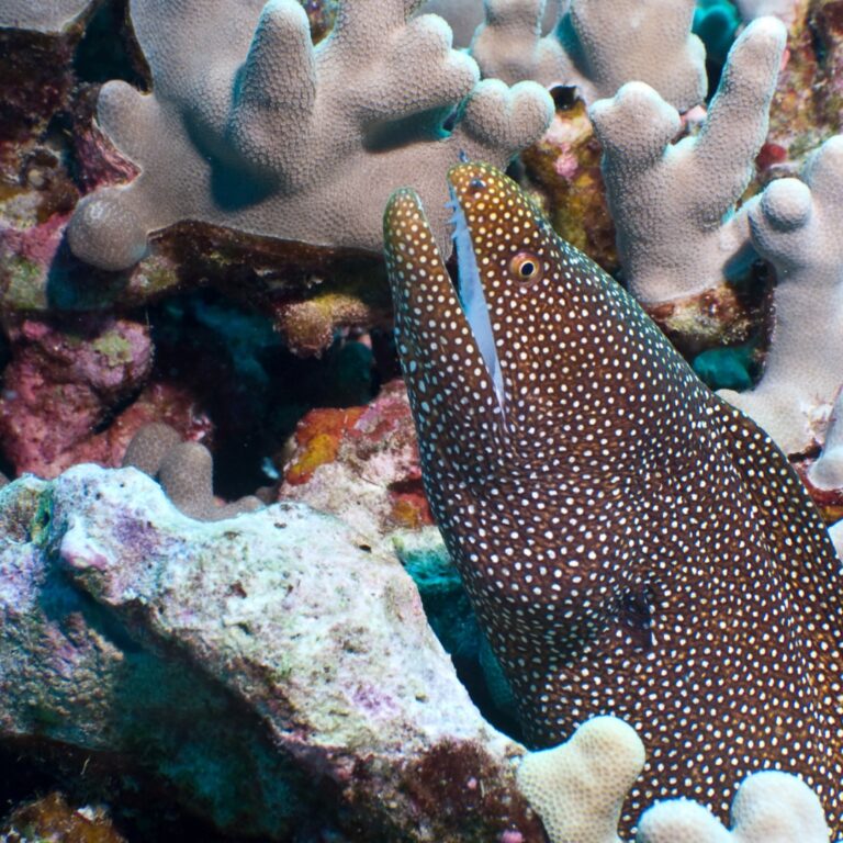 eel in coral