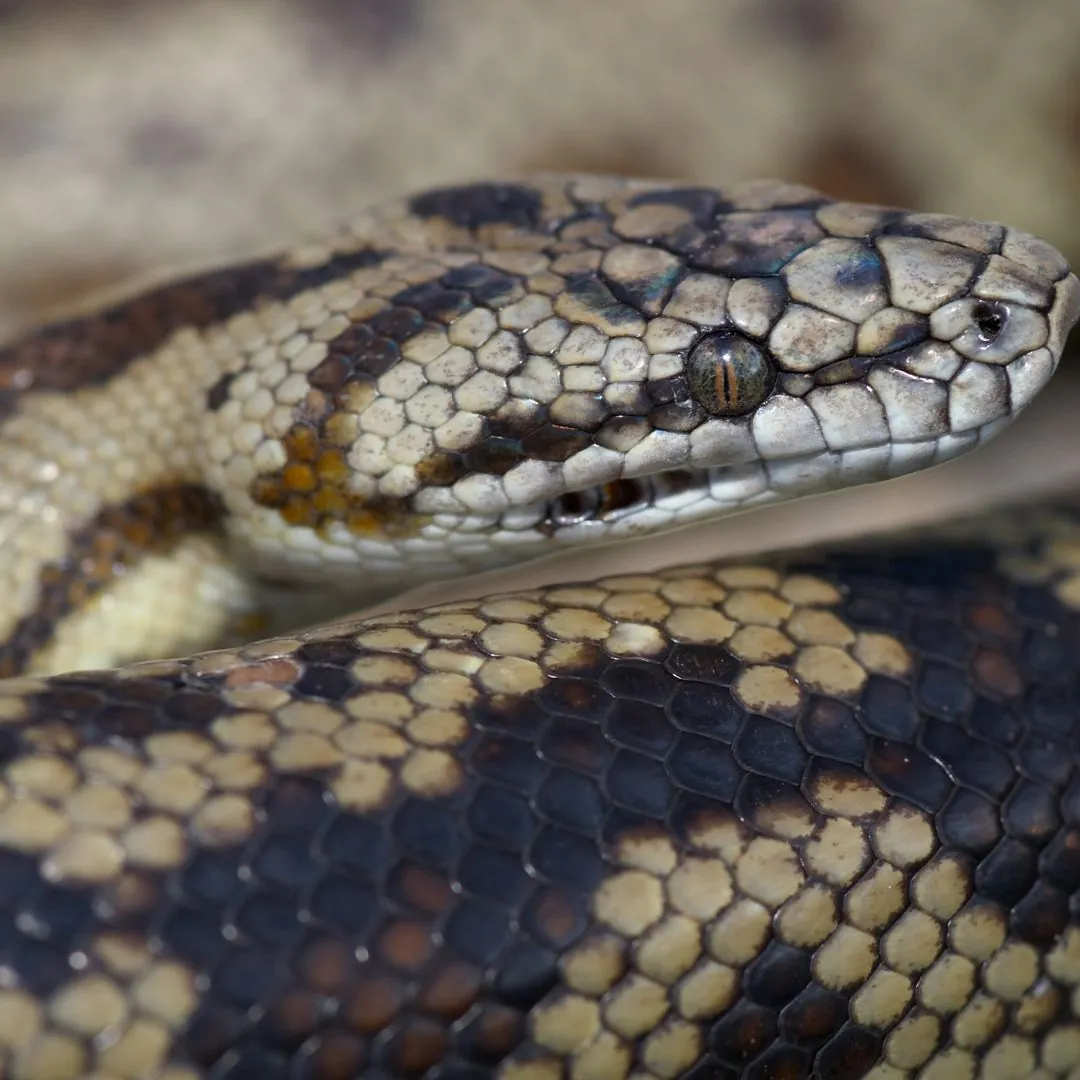 spotted python head