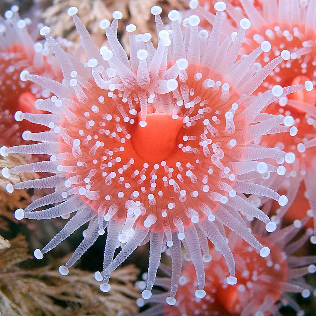 strawberry anemone