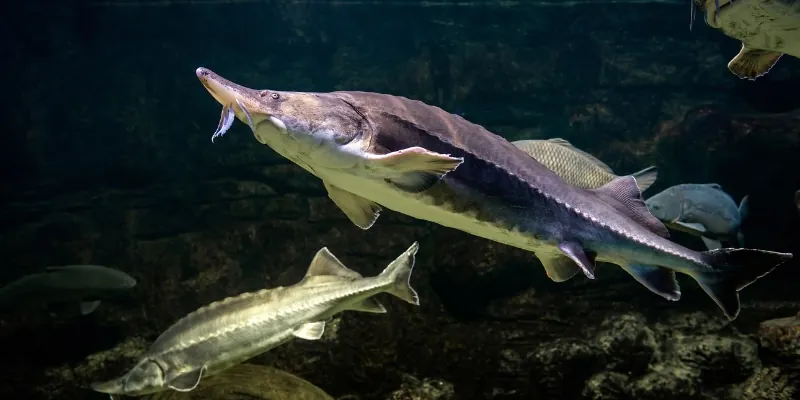 sturgeon swimming