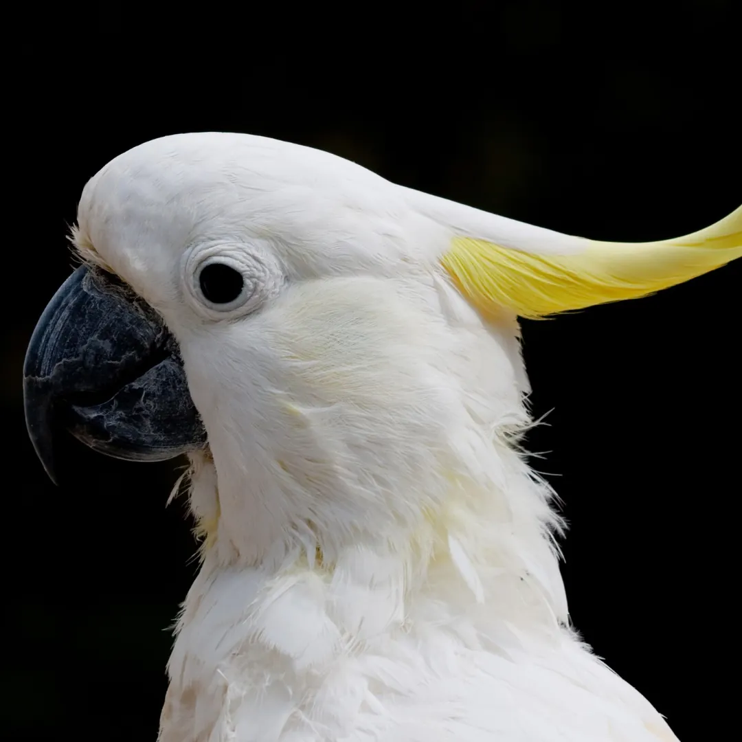 sulphur crested cockatoo