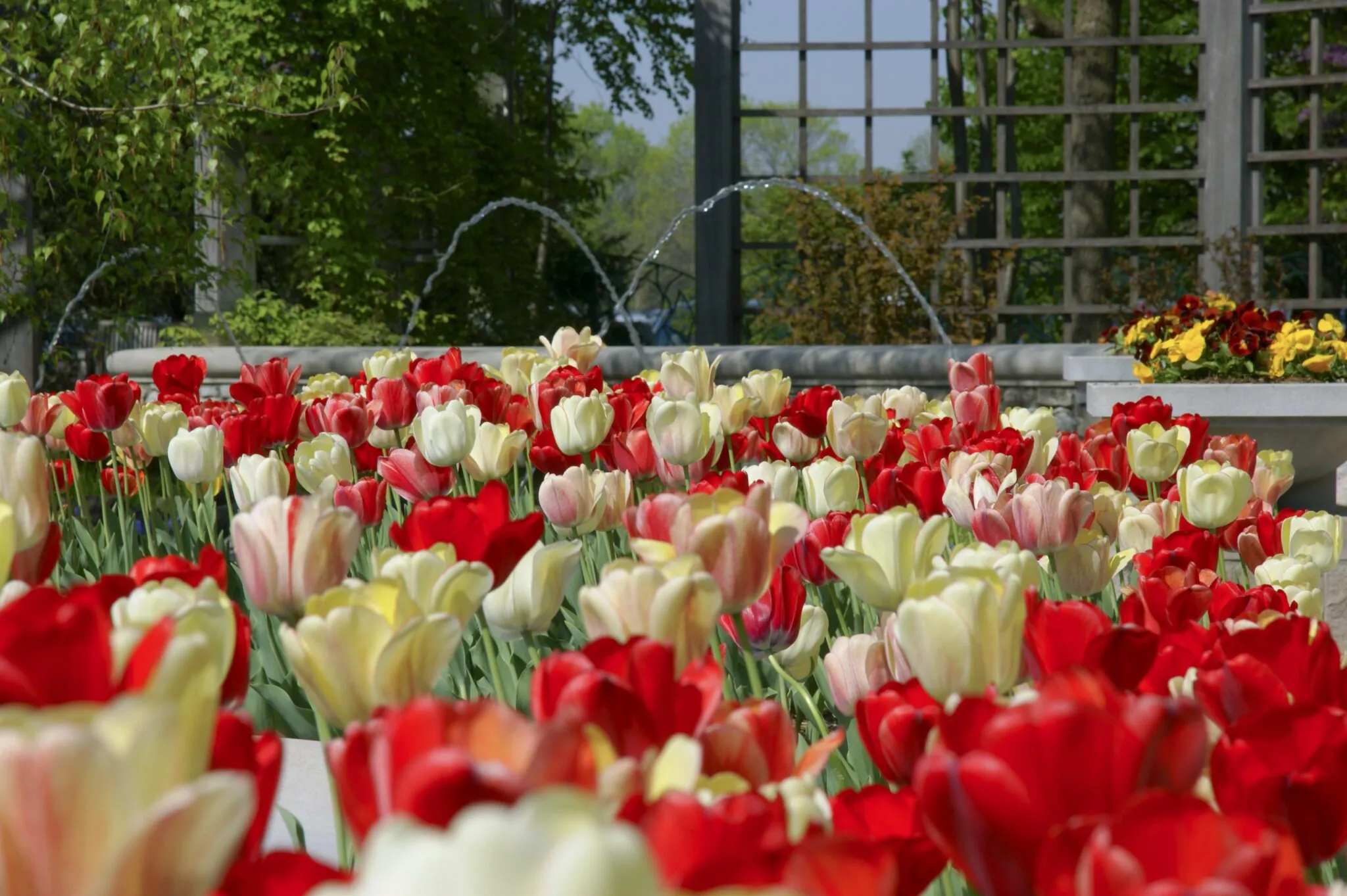 Tulips at Indianapolis Zoo White River Gardens