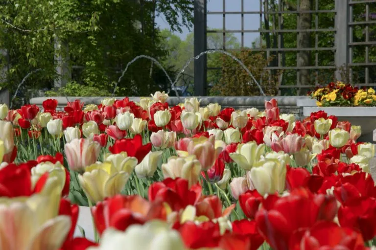 Tulips at Indianapolis Zoo White River Gardens