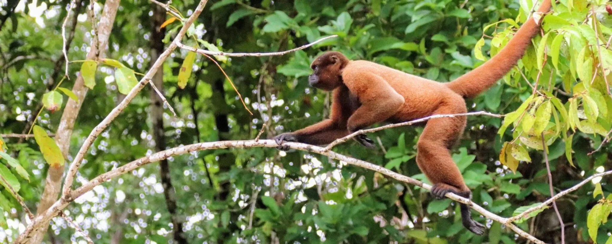 monkey in tree, conservation