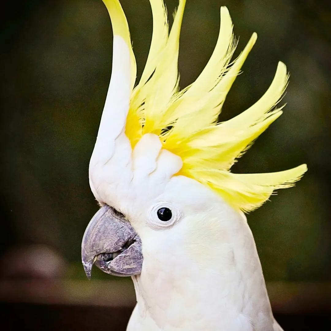 yellow crested cockatoo