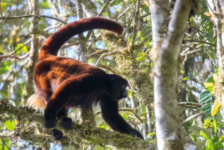 yellow wooly monkey in tree