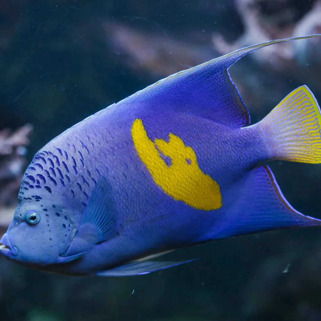 yellow banded angelfish