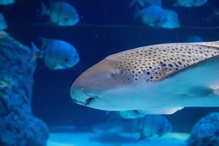 zebra shark