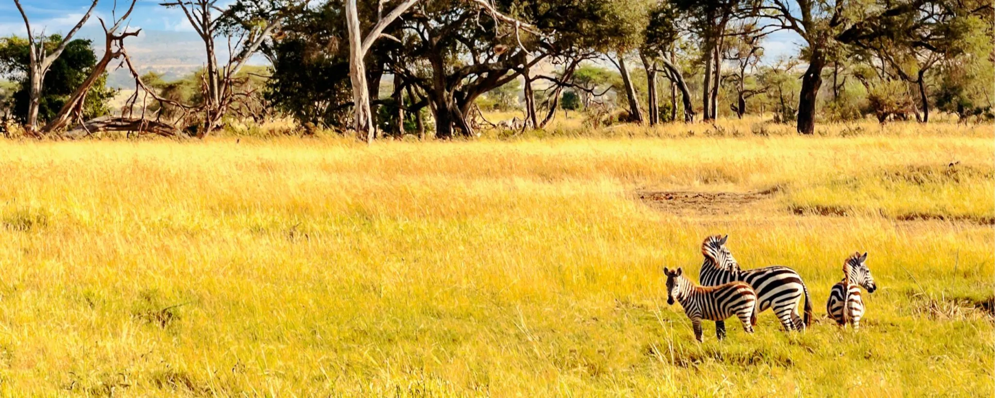 three zebras in a field of grass