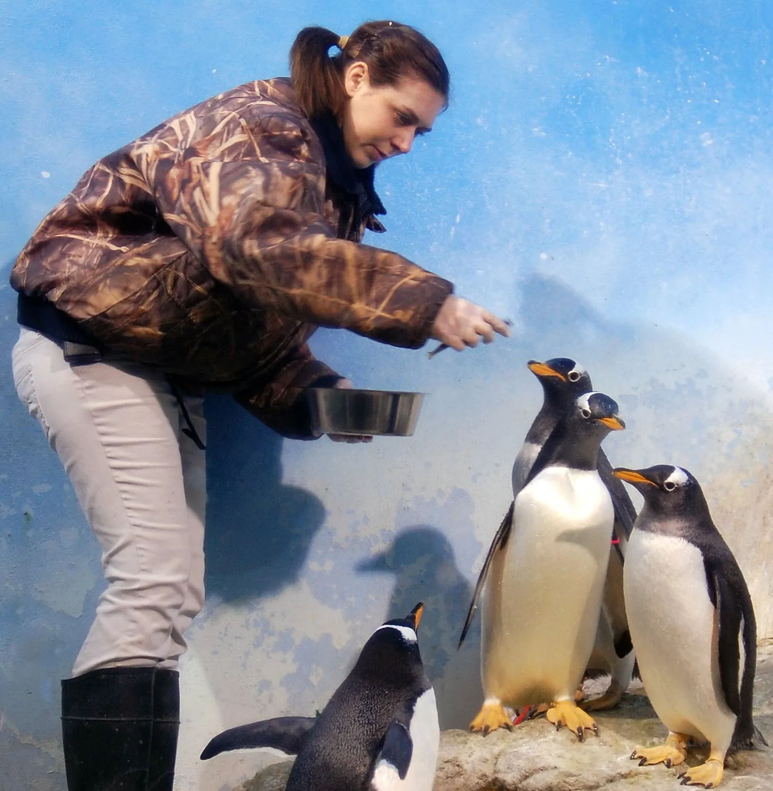 zoo intern feeds the penguins