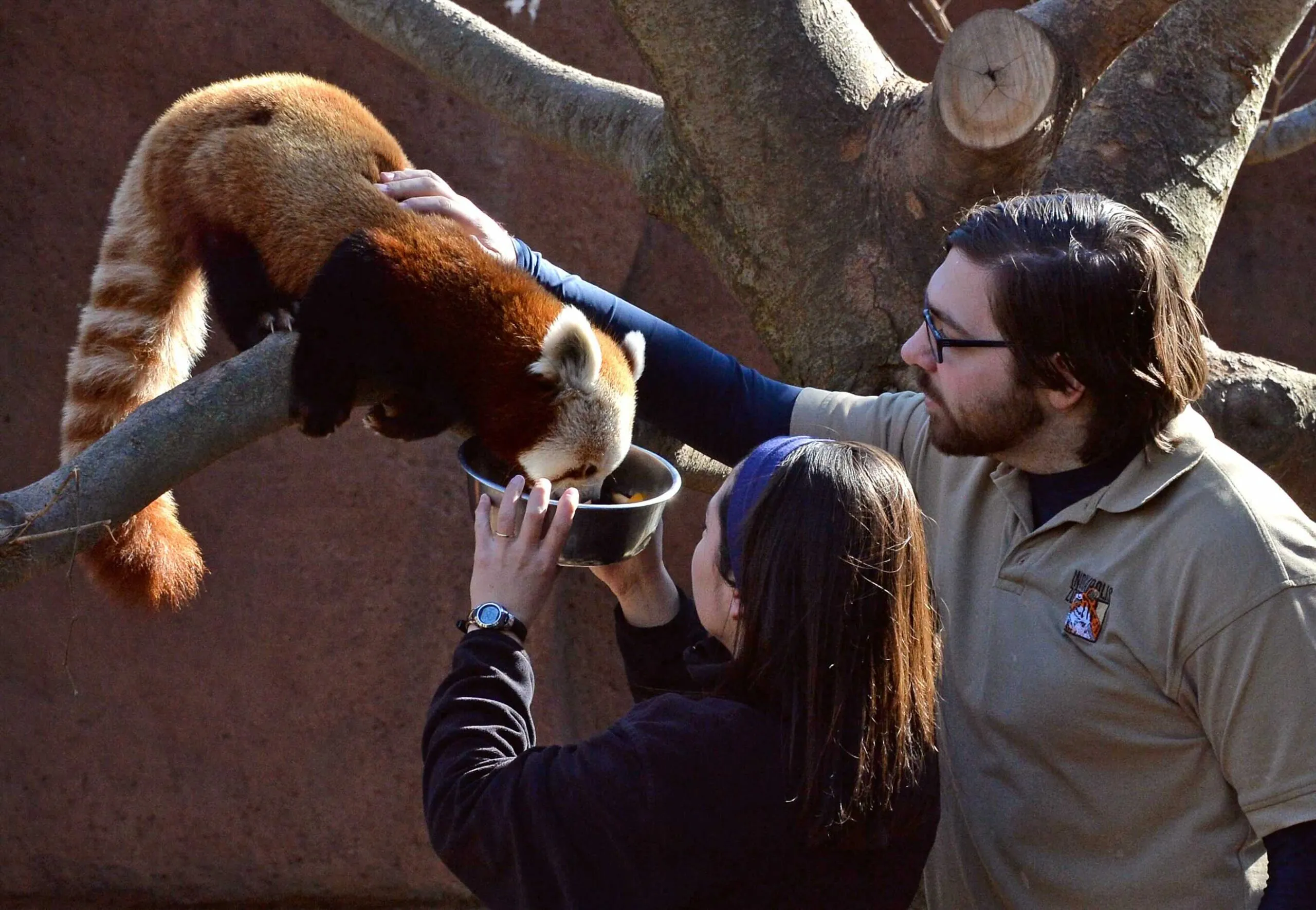 zoo intern feeding a red panda
