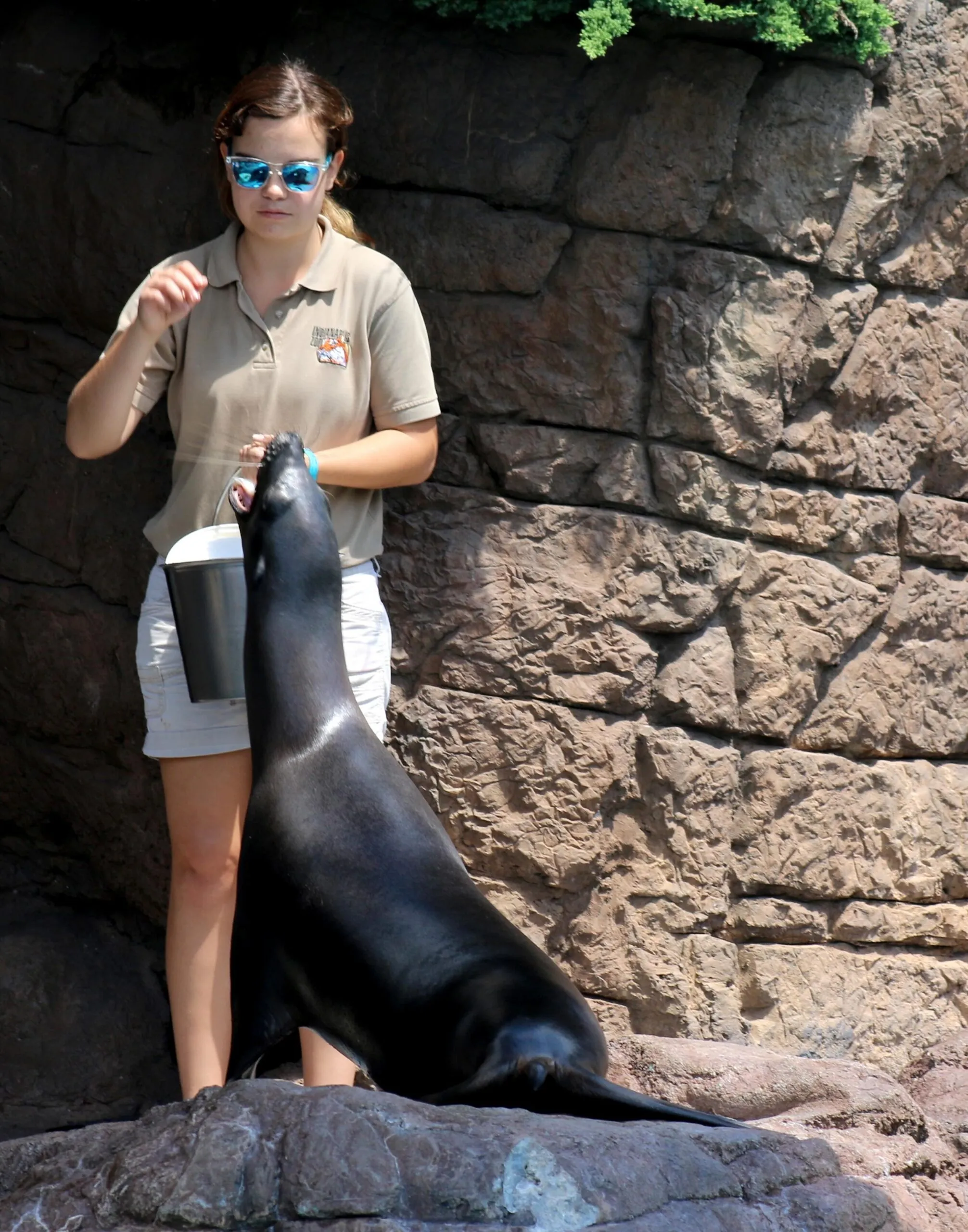 zoo intern feeds a sea lion