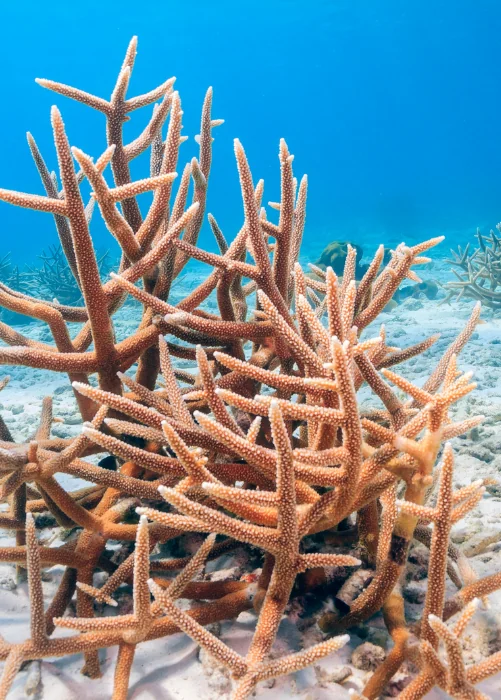 Staghorn Coral
