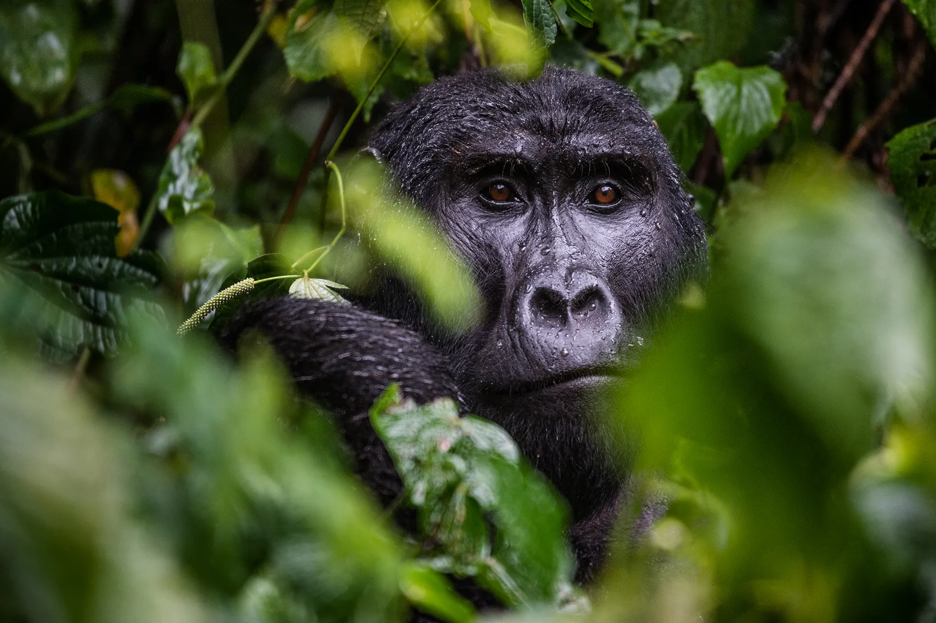 Adult black back gorilla in Bwindi Impenetrable National Park.