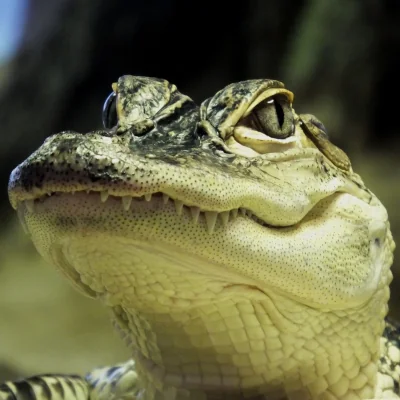 alligator up close, reptile conservation