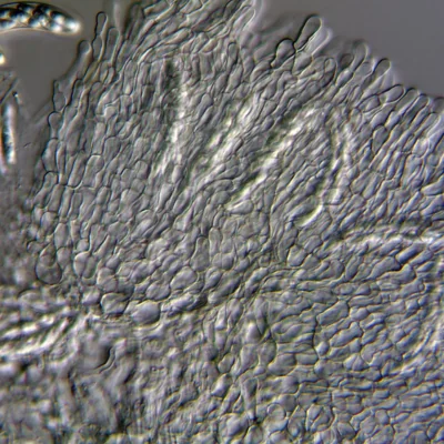 freshwater fungi, Aquapoterium pinicola