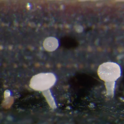 freshwater fungi, Aquapoterium pinicola