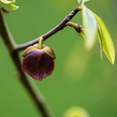 Asimina triloba flower, purple petals