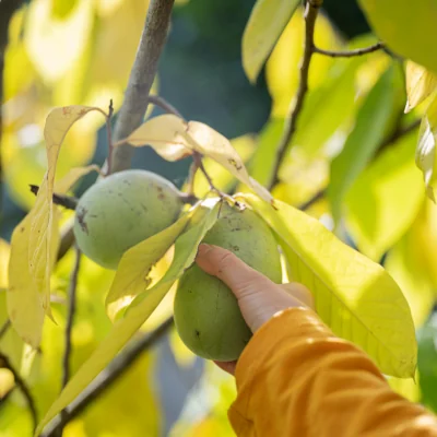 Asimina triloba fruit, also know as pawpaw